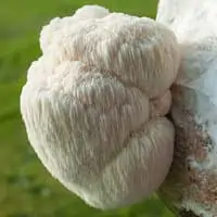 Lions Mane mushroom and Alpha GPC for cognitive support