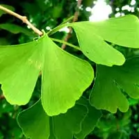 Vinpocetine and Ginkgo Biloba leaves for cerebral circulation
